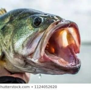 Meet your Posher, Bill